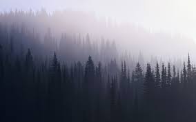 Dark Forest Wallpaper Wallpaper Nature And Landscape Wallpaper Better Find & download free graphic resources for dark forest. dark forest wallpaper wallpaper