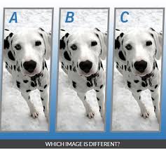 (dorghi) 4 which breed of dog has a black tongue? Quiz Diva Spot The Difference Puppy Answers Score 100