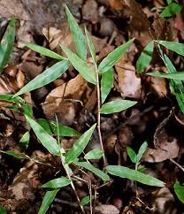 Image result for Oplismenus