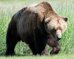 Alaska west air provides fly in fishing, bear viewing, hunting trips, flightseeing, exploration trips, charters, and more. Alaska Peninsula Brown Bear Wikipedia