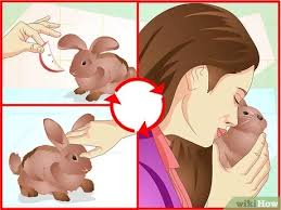 What do different types of bunny behavior, postures and actions mean? How To Make Your Bunny Come To You When You Open The Cage