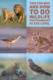 Why And How To Do Wildlife Photography At Eye Level Wildlife Photography Tips Photography Angles Tips Digital Photography Lessons