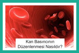 Kan Basincinin Duzenlenmesi Nasildir Duzenleme Dusunceler