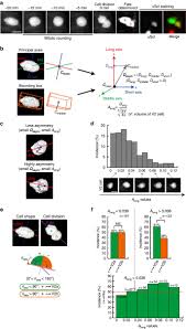 To change shape, the cells rearrange protein components of their internal scaffolding, called the cytoskeleton. Memory Of Cell Shape Biases Stochastic Fate Decision Making Despite Mitotic Rounding Nature Communications