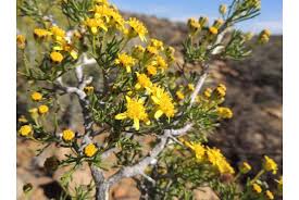 Image result for Euryops subcarnosus