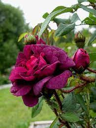 Many bright red blooms with streaks of red will great you from this variety. 490 Old Garden Roses Ideas Rose Flowers Beautiful Roses
