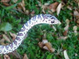 Florida Snake Photograph Closeup Juvenile Black Racer Black Racer Snake Florida