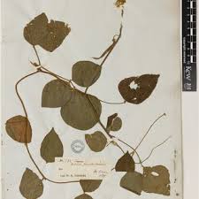 Image result for Dolichos sericeus