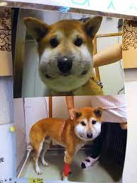 20121105225832 1 1 dog bee sting cat behavior dogs