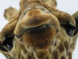 Find hd wallpapers for your desktop, mac, windows, apple, iphone or android device. Giraffe Wallpapers Top Free Giraffe Backgrounds Wallpaperaccess