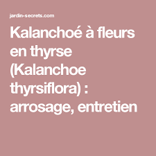 Kalanchoe A Fleurs En Thyrse Kalanchoe Thyrsiflora Arrosage Entretien Kalanchoe Arrosage Plante Succulente