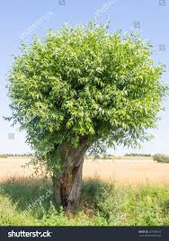 Image result for Goat Willow
