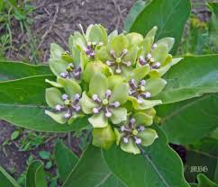 Fall Planting Milkweed Seeds 10 Simple Steps Milkweed Seeds Milkweed Plant Asclepias