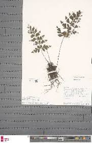 Image result for Asplenium blastophorum