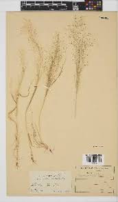 Image result for Eragrostis chapelieri