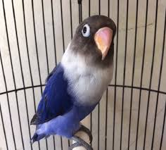 Berikut daftar harga violet terbaru dari lovebirdseo.net. Cara Mencetak Lovebird Violet Yang Harus Anda Ketahui