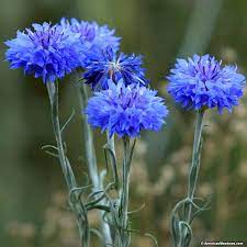 Bachelor S Buttons Centaurea Urban Seedling