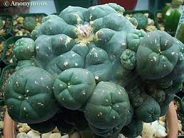 Image result for Cyanotis caespitosa