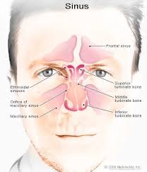 Image result for Rhinitis