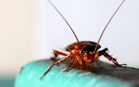 We are a family business known as the empey empire. Rosie S Pest Control Pest Control Termite Control Memphis Tennessee