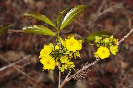 Image result for Ochna atropurpurea