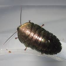 Image result for Pseudopod Ospermum