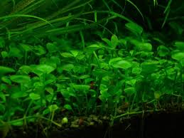 Image result for Marsilea minuta