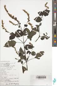 Image result for Mimulopsis