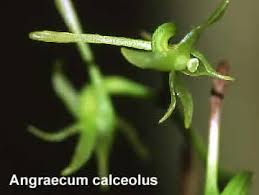 Image result for Angraecum calceolus
