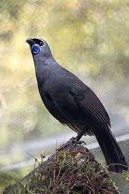 Kokako Nz Beautiful Birds Pet Birds Wild Birds