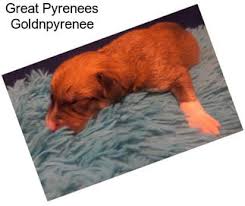 Find great pyrenees for sale on oodle classifieds. Great Pyrenees Livestock Guardian Dogs For Sale In Pennsylvania Agriseek Com