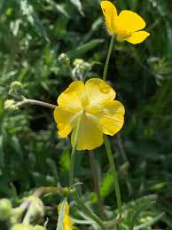 Image result for Ranunculus raeae