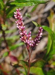 Image result for Persicaria decipiens