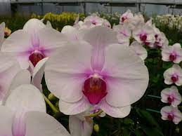 White Pink Phalaenopsis Orchids All Year Phalaenopsis Orchid Orchid Flower Purple Flower Bouquet