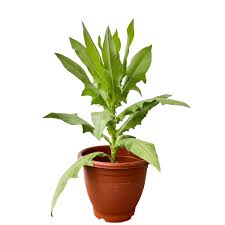 Image result for Lactuca indica