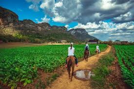Maybe you would like to learn more about one of these? Vinales The Cuban Countryside Edreams Travel Blog