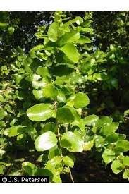 Image result for Cryptocarya