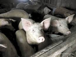 SPCA, sheriff seize 85 pigs in Ashford cruelty probe