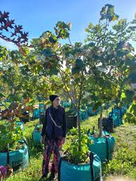 Image result for Dombeya burgessiae