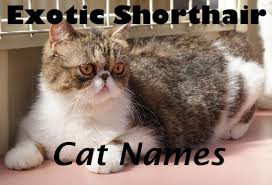 125 Cute And Adorable Exotic Shorthair Cat Names Cat Mania