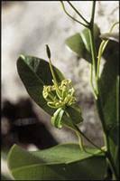 Image result for Maerua nervosa
