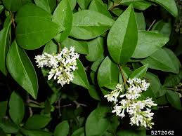 Image result for ligustrum ovalifolium