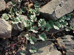 Image result for Merremia emarginata