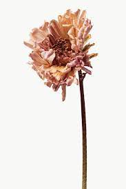 Dried Chrysanthemum Flower Design Element Free Image By Rawpixel Com Kutthaleeyo Chrysanthemum Flower Digital Flowers Chrysanthemum Painting