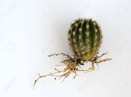 Just like succulents, cacti can be propagated in several ways. Little Round Cactus With Roots On A White Background Stock Photo Picture And Royalty Free Image Image 3561120