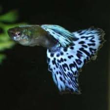 Kami bukan toko ikan sebagai mana umumnya, tempat saya hanya menstok sesuai pesanan, jd jangan harap bisa melihat2 ikan baru membeli di tempat kami. Jual Jual Ikan Hias Terbaru Harga Murah Blibli Com