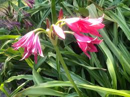 Image result for Crinum jasonii