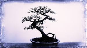 Gambar tanaman anggur pohon brazil di indonesia. Tree Bonsai Small Free Photo On Pixabay