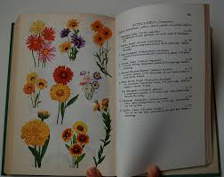 Throughout history they have been used as symbols or attributes to define specific qualities. The Language Of Flowers By Vanessa Diffenbaugh