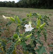 Image result for durman obecný květ